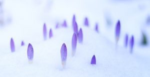 Crocus flowers blooming through the snow.