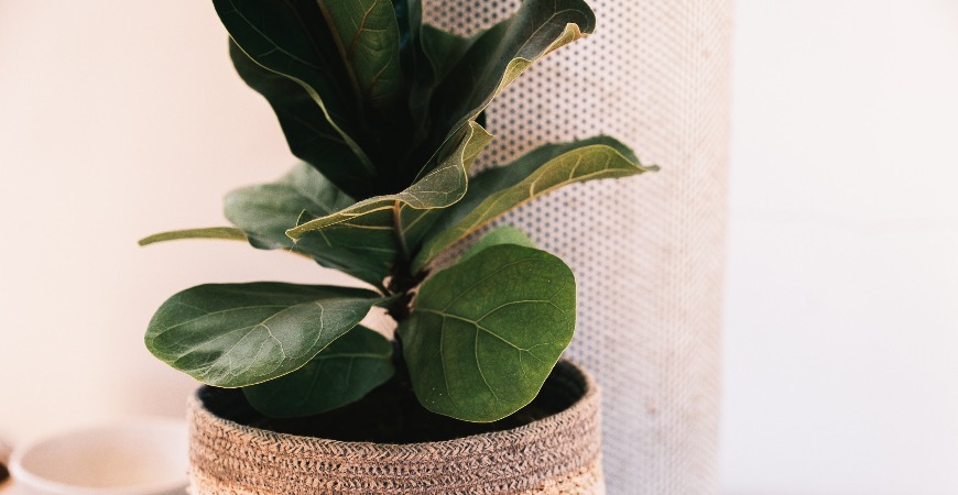 Fiddle leaf figs thrive in high humidity environments
