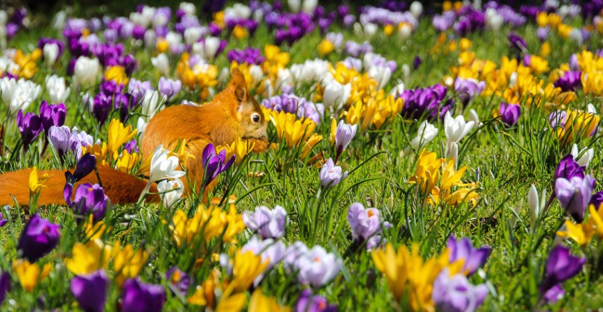 Squirrels are one of the few things crocus flowers fear