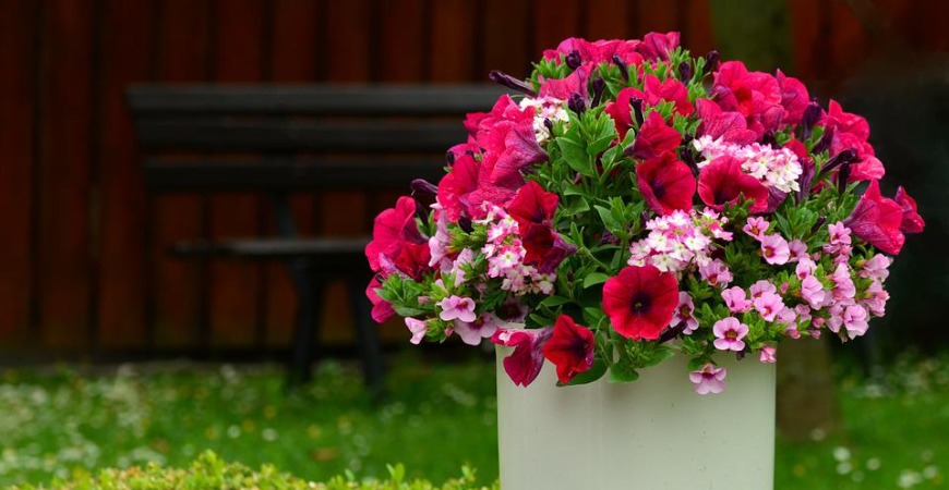 Petunias look great in a planter or in your garden