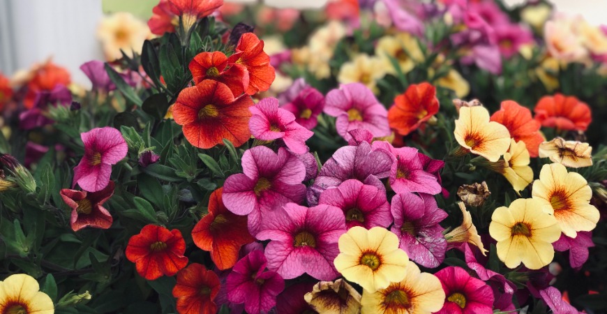 Petunias come in a variety of vibrant colors.