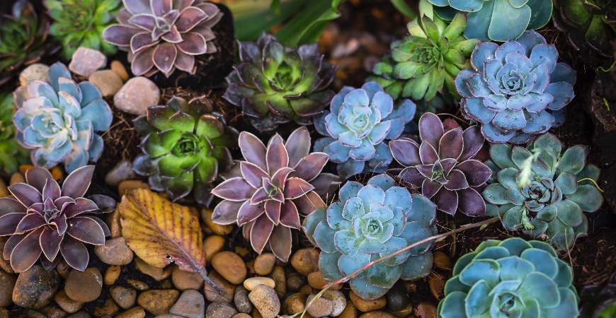 There are a variety of succulents and they can all thrive outside.