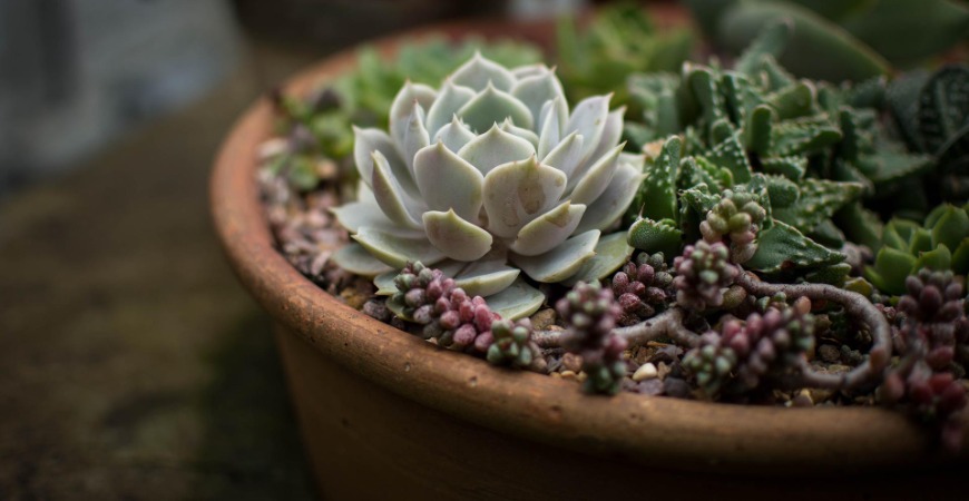 An outside succulent garden can be as big or small as you want.