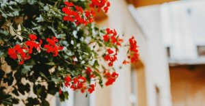 Petunias are a popular porch plant due to their color.