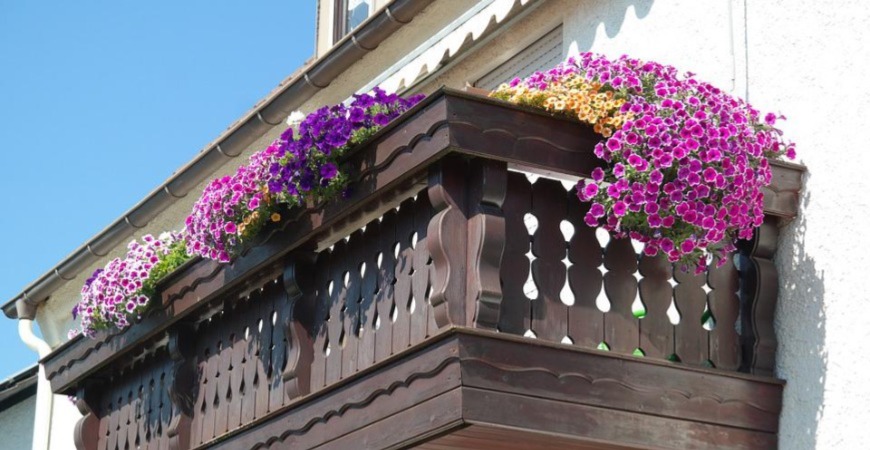 Petunias will thrive wherever there's sun.