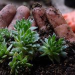 How to Move Your Succulents Outside for Summer