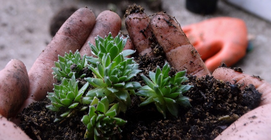 Moving your succulents outside can be a fun summer project.