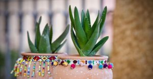 Putting your succulents in planters allows you to move them wherever is best.