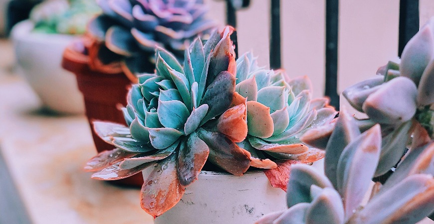 Finding the right outdoor planter for your succulents is a matter of taste.
