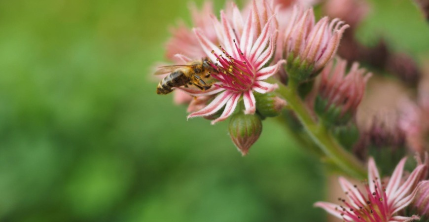Fall cover crops attract bees and other polinators