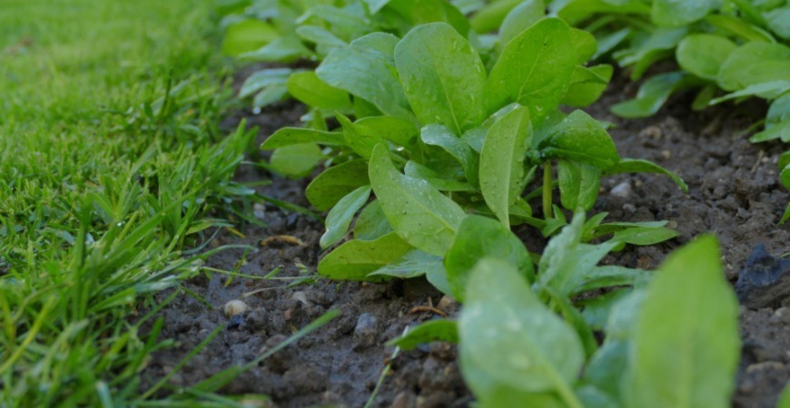 Health soil is one benefit of fall cover crops