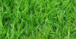 Ryegrass is a popular fall cover crop