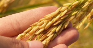 What is an effective fall cover crop for the Midwest and Southeast regions.