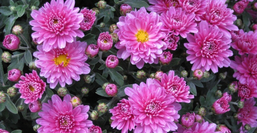 Fall chrysanthemums can continue to bloom in your garden