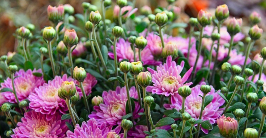 Knowing when fall chrysanthemums will bloom can help with their care