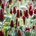 Fall Cover Crops: The Secret to a Healthy Spring Garden