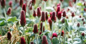 Crimson clover is a popular fall cover crop