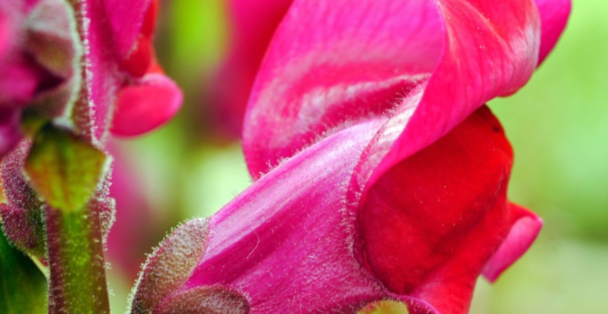 A fall snapdragon up close