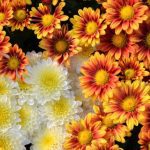How to Keep Your Chrysanthemums Blooming Past Thanksgiving
