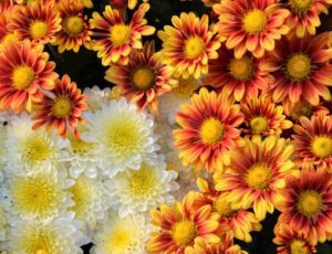 Fall chrysanthemums add autumnal colors to your carden