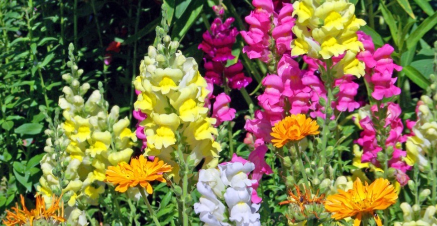 Fall snapdragon varieties can cover the entire rainbow.
