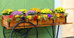 Blooming chrysanthemums add bursts of vibrant color