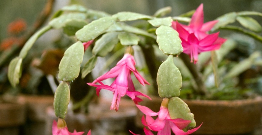 Instead of mistletoe, try a pet-safe holiday plant like a Christmas Cactus