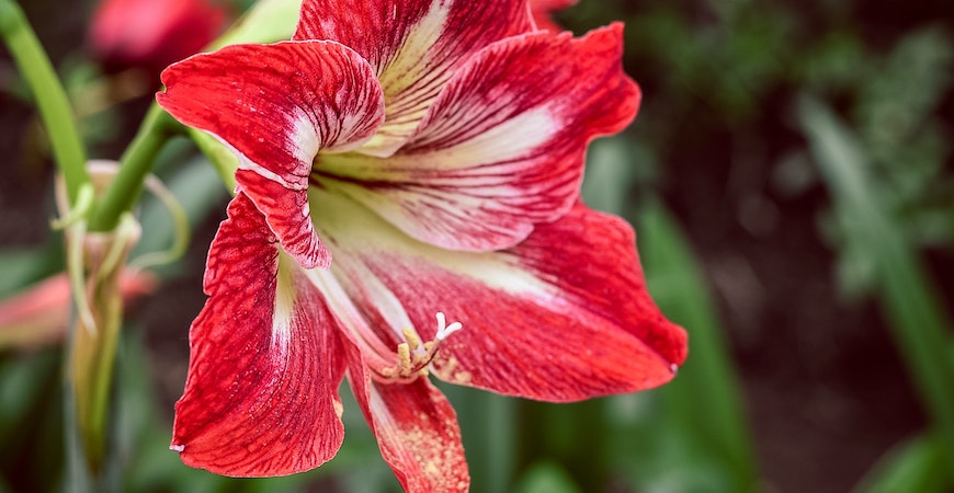 Amaryllis flowers are a holiday plant that's toxic to pets