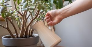 Jade plant care involves appropriate watering