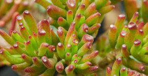 Many jade plants come in various colors