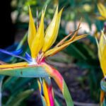 Bird of Paradise Plants: Basics, Care Tips, and Troubleshooting