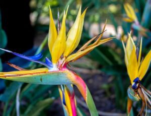 Birds of paradise add a tropical vibe to your garden.