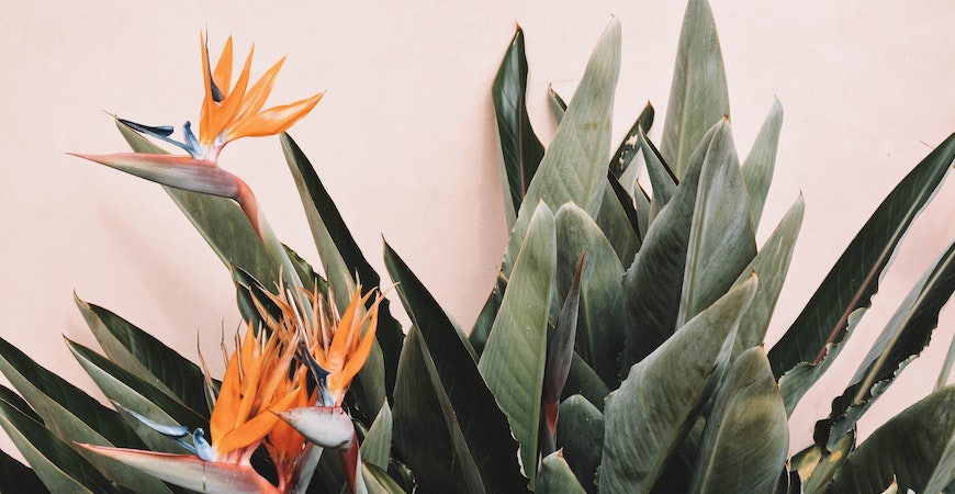 Bird of paradise bring color to any home.