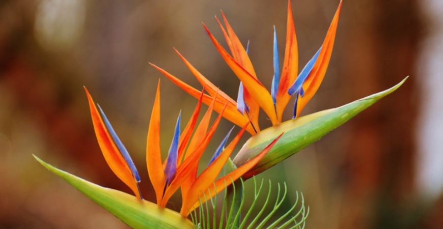 Bird of paradise blooms resemble, well, birds.