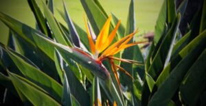 Birds of paradise make landscapes more vibrant.
