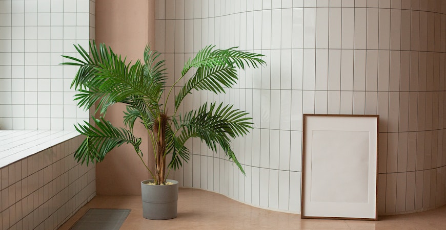 Parlor palms can great your guests and thrive in low light
