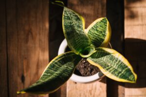 Snake plants are an easy way to improve air quality.