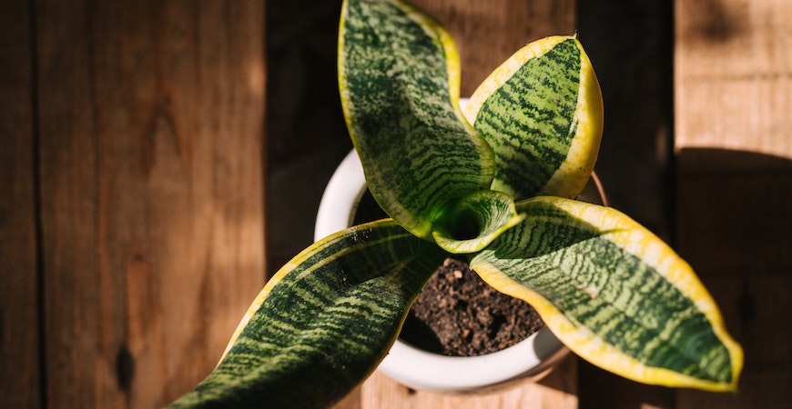 Snake plants are an easy way to improve air quality.