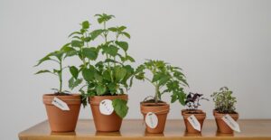 Peppers are perfect additions to your indoor garden.