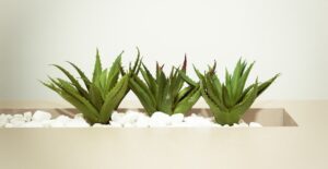 Aloe vera plants are popular fast-growing succulents.