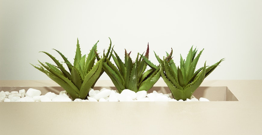 Aloe vera plants are popular fast-growing succulents.