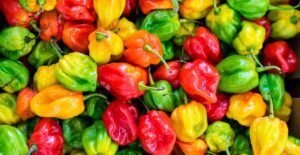 Colorful habanero peppers.