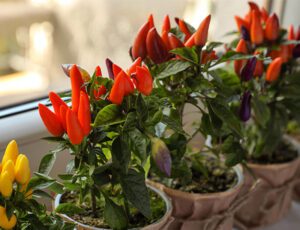 Growing pepper plants indoors is easy by following the steps in our guide.