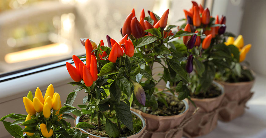 Growing pepper plants indoors is easy by following the steps in our guide.