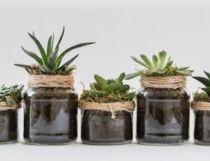 There are a variety of fast-growing succulents.