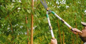 Pruning a tree branch with large sheers.
