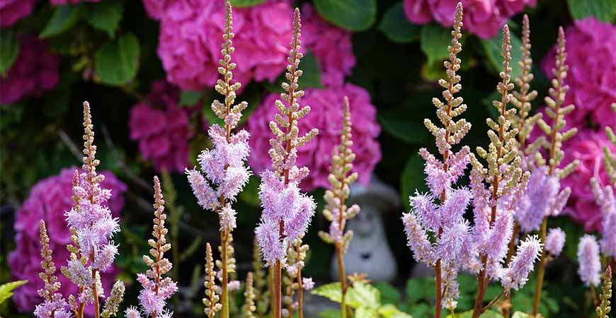 Astilbe is a beautiful bloom to grow under trees.