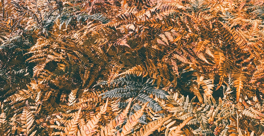 Autumn ferns add a bold rusty color.