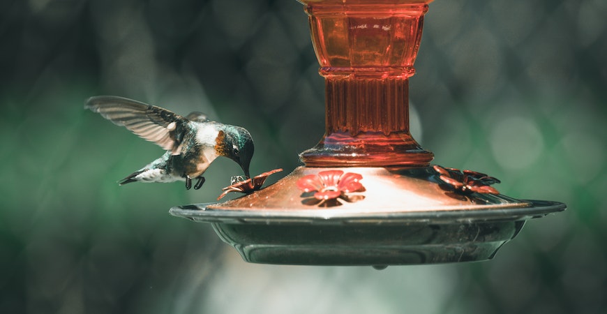 Celebrate Earth Day with an attractive bird feeder