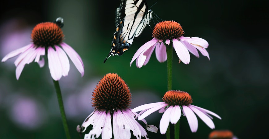 A butterfly lands on a bed of coneflowers
